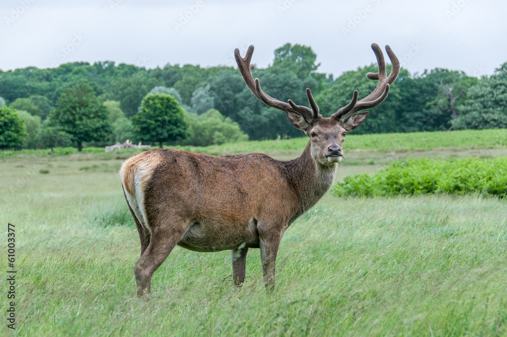 deer standing in a park and looking deer standing in a park and looking