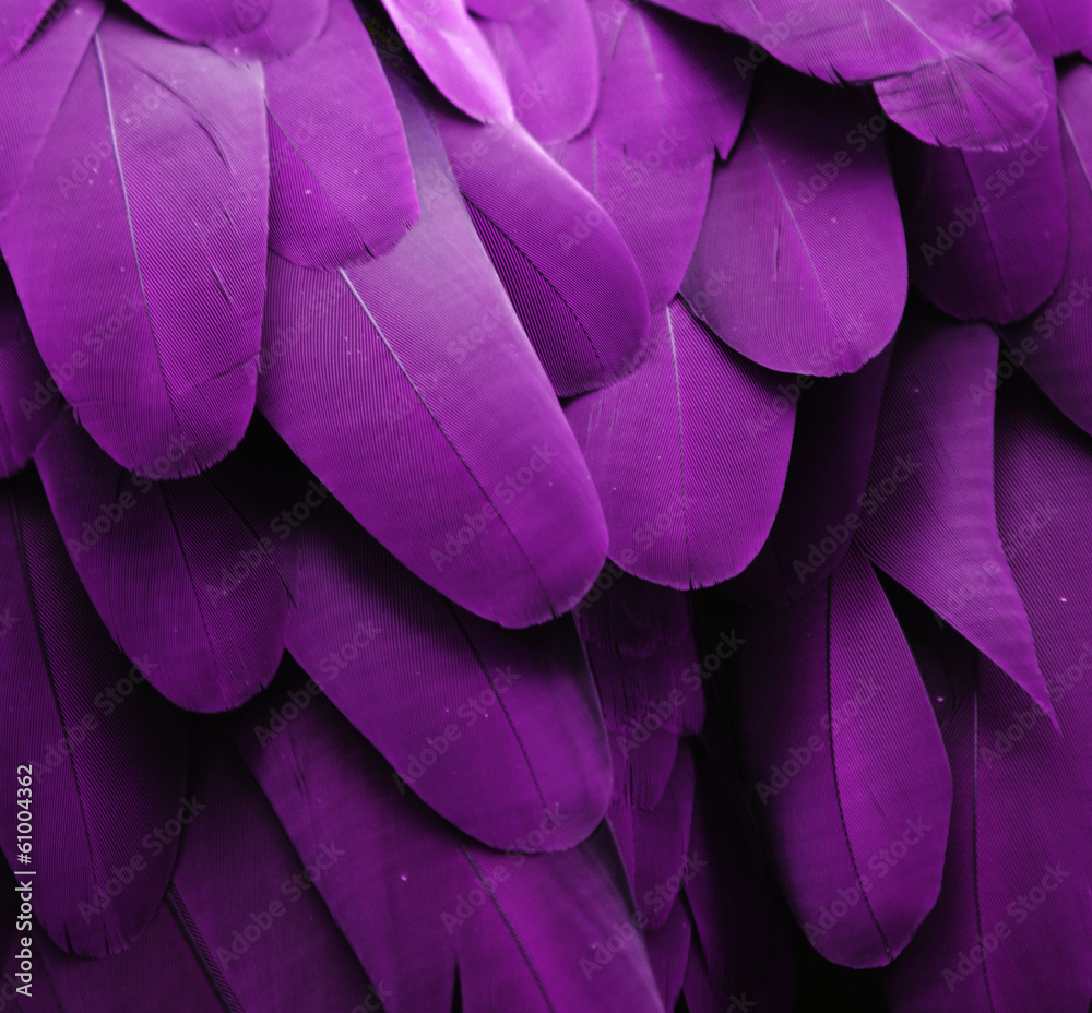 Fototapeta Purple Feathers