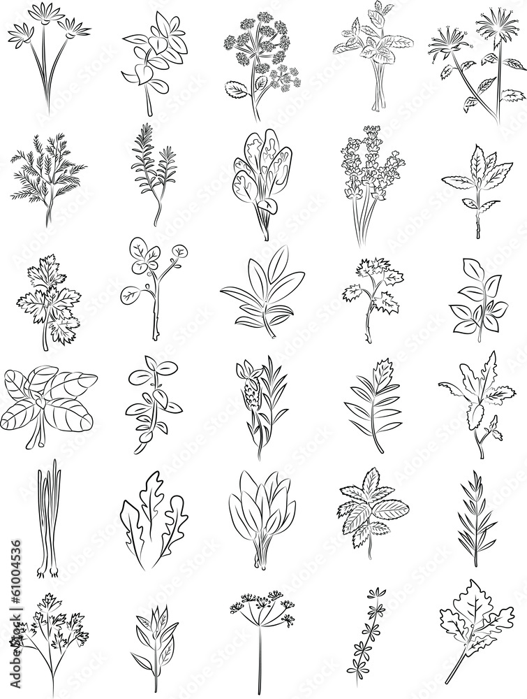Fresh herbs Fresh herbs