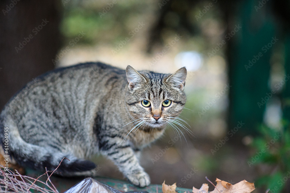 Homeless Cat