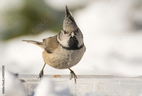 Obraz na płótnie Crested tit w salonie