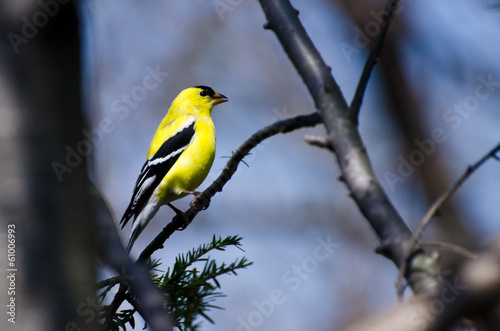 Male Goldfinch Perched on a Branch