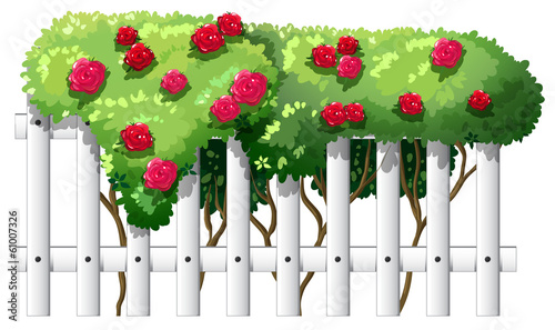 A fence with rose plants