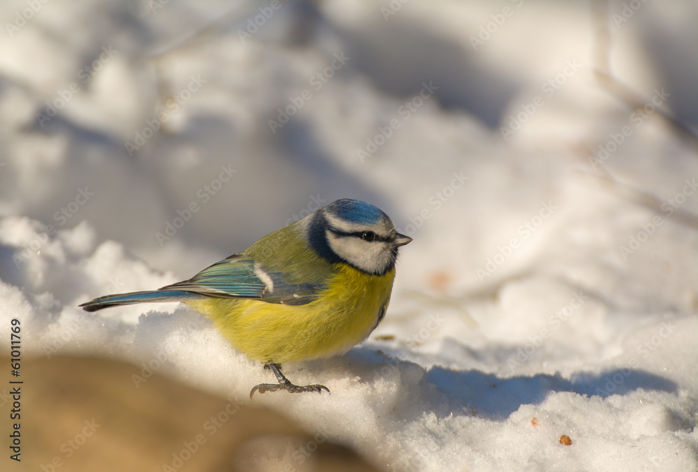 Obraz premium Blue tit