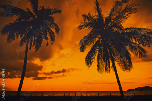 Silhouette of coconut tree in the rice field