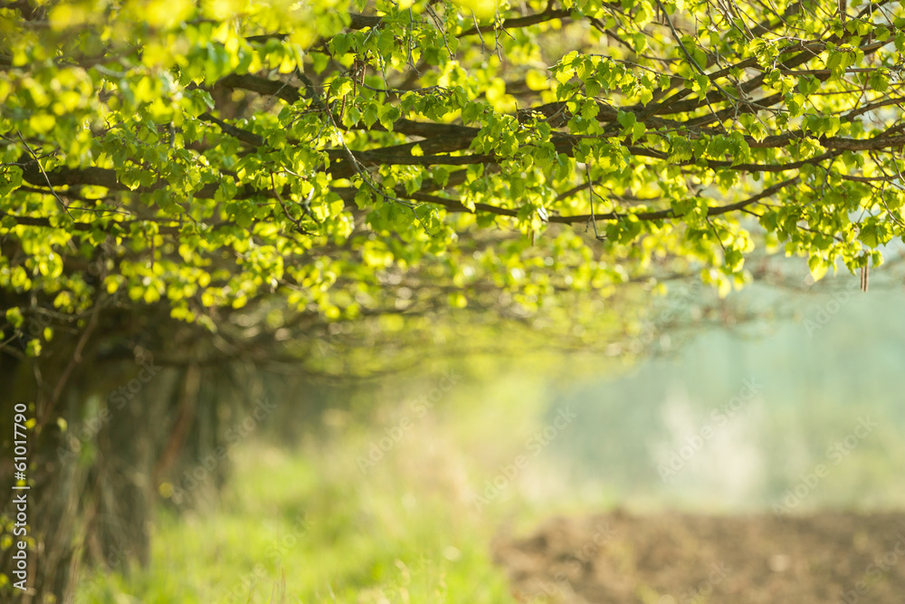 spring tree branch