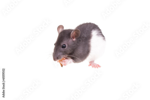Young small rat in a cup