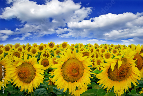 Bilde på lerret Blooming field  sunflowers on a background of blue sky.