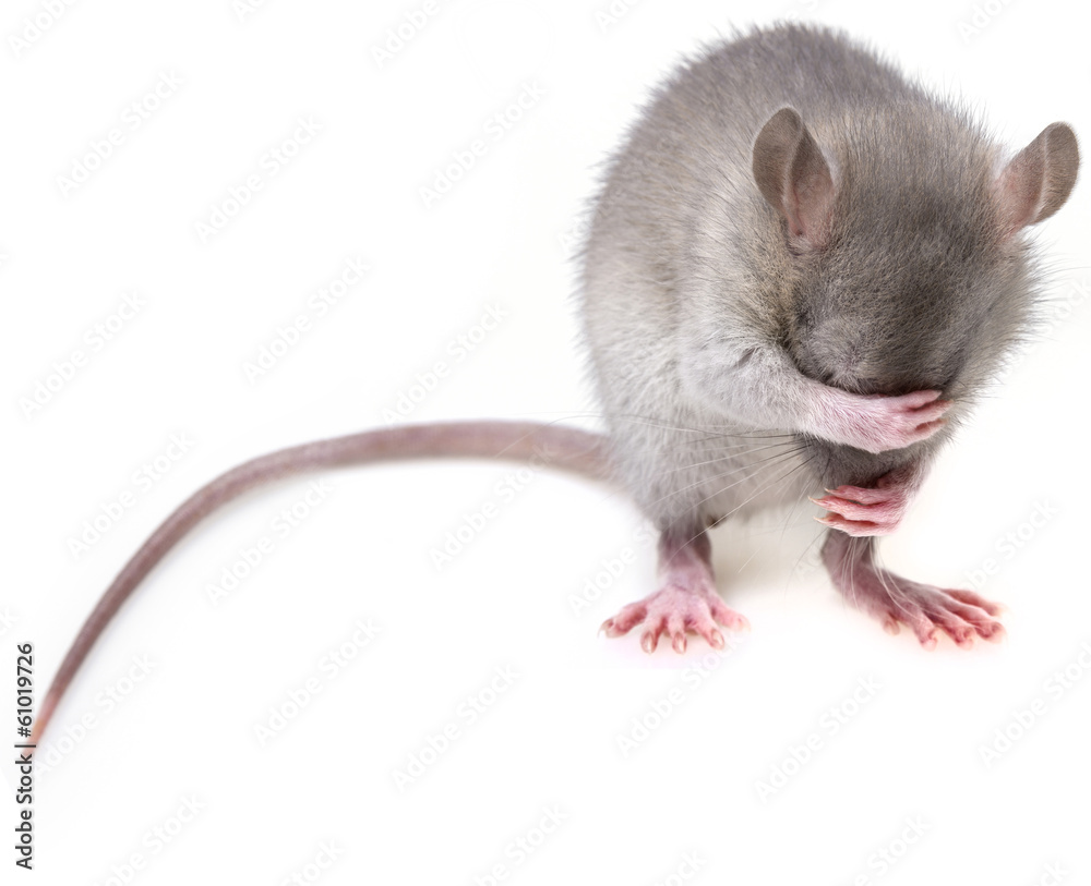 little mouse hidingher muzzle - obrazy, fototapety, plakaty 