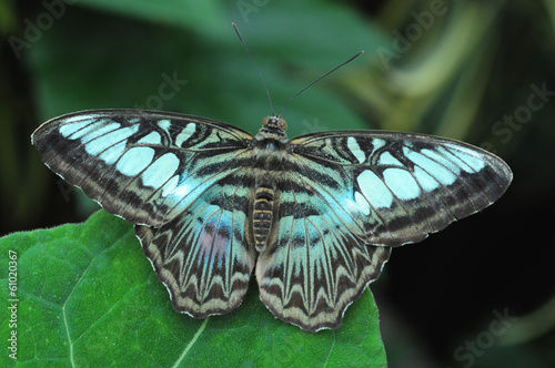 Blue butterfly with wings outstretched on a large leaf photo