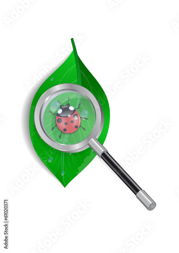 Magnifying glass with ladybird and green leaf