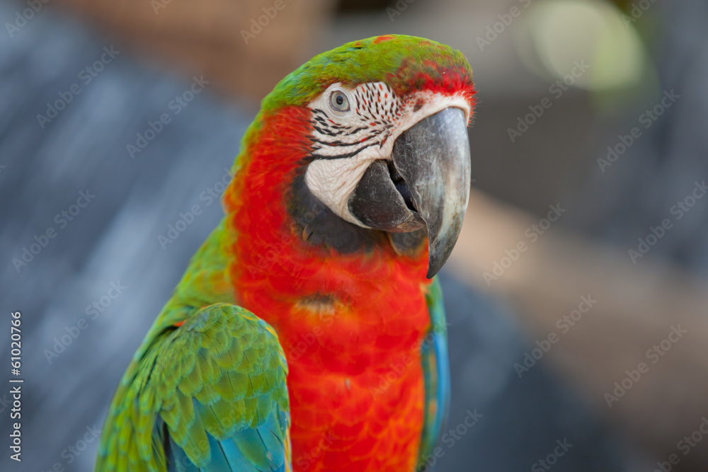 scarlet macaws