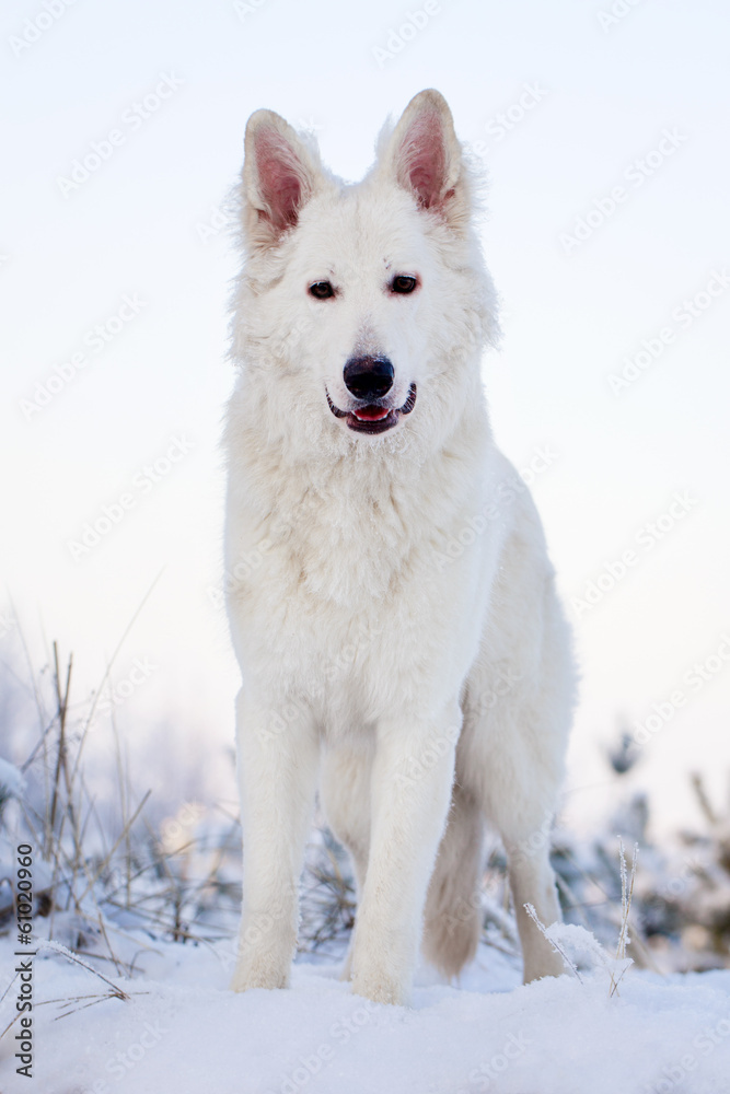 Berger Blanc Suisse Shepherd dog