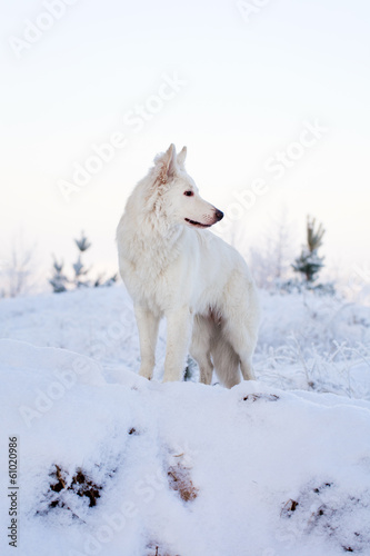 Berger Blanc Suisse Shepherd dog