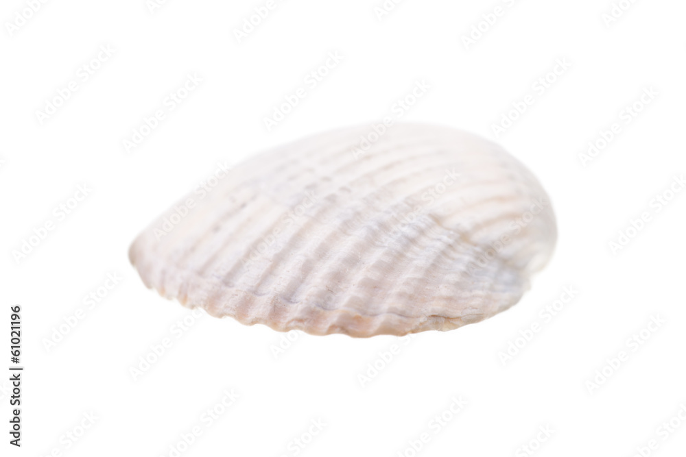 sea shell isolated on white