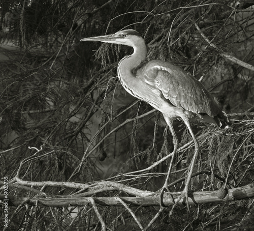 Принти на полотні portrait of blue heron