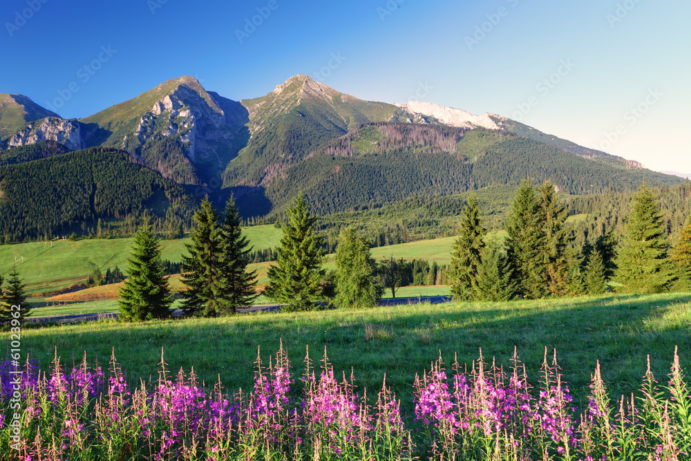 Fototapeta premium Piękna góra panorama z kwiatami - Słowacja