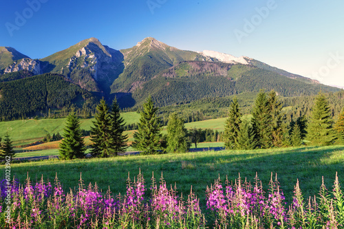 Plakat Piękna panorama górska z kwiatami - Słowacja