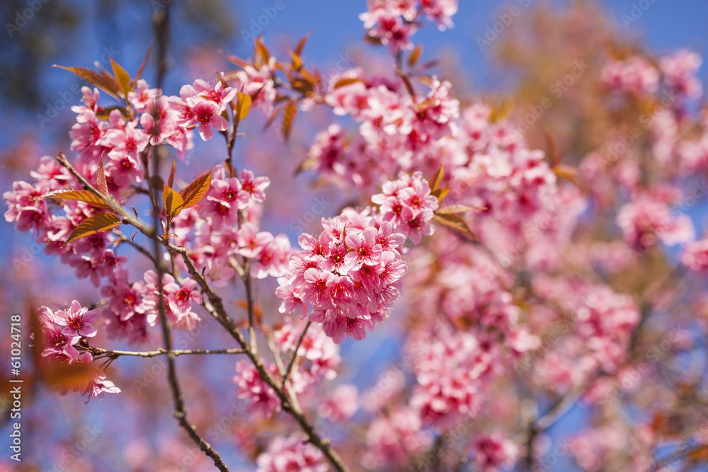 sakura sakura