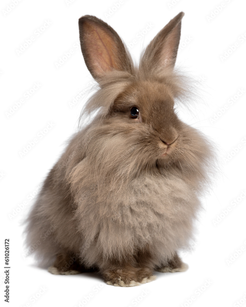 Fototapeta premium Cute sitting chocolate lionhead bunny rabbit