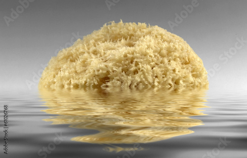 sinking yellow natural sponge photo