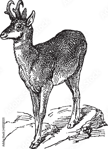 Wild deer