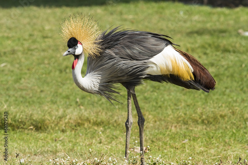 African-Crowned Crane