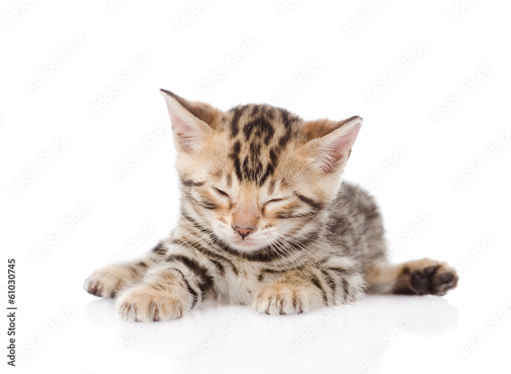 bengal kitten sleeping. isolated on white background