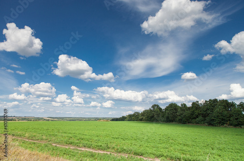 Alfalfa field