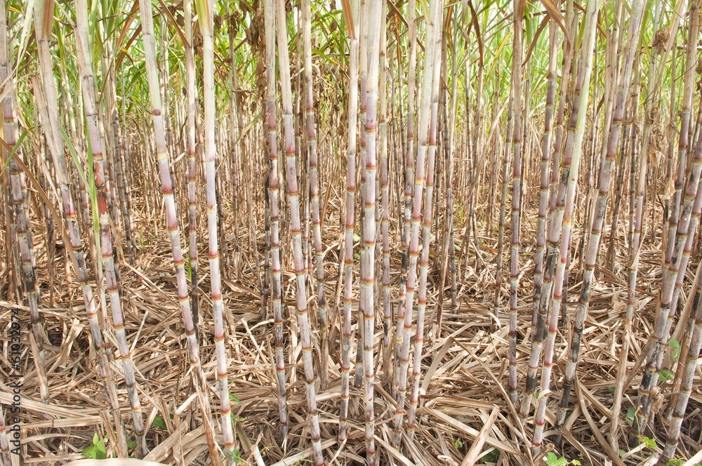Obraz premium Sugar Cane Plantation