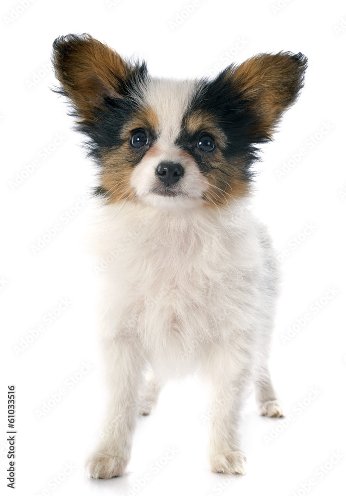 papillon puppy papillon puppy
