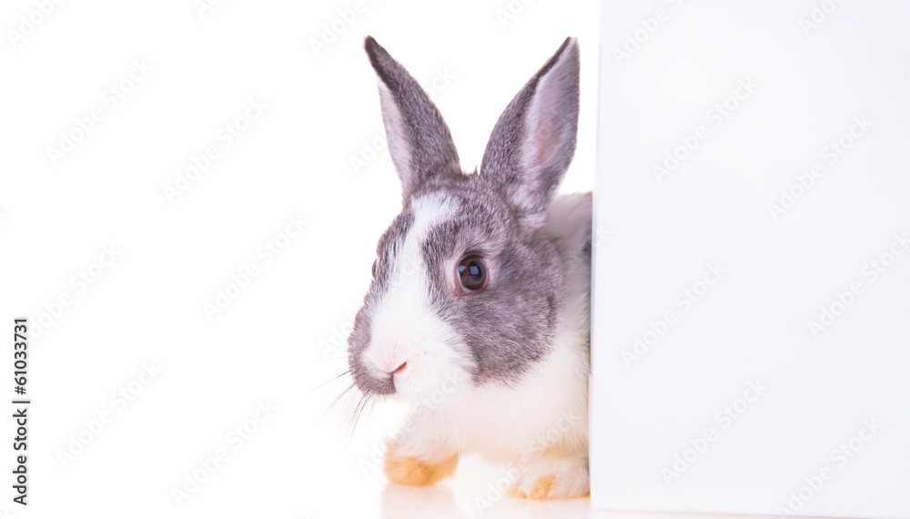Obraz premium Easter baby rabbit on white background 