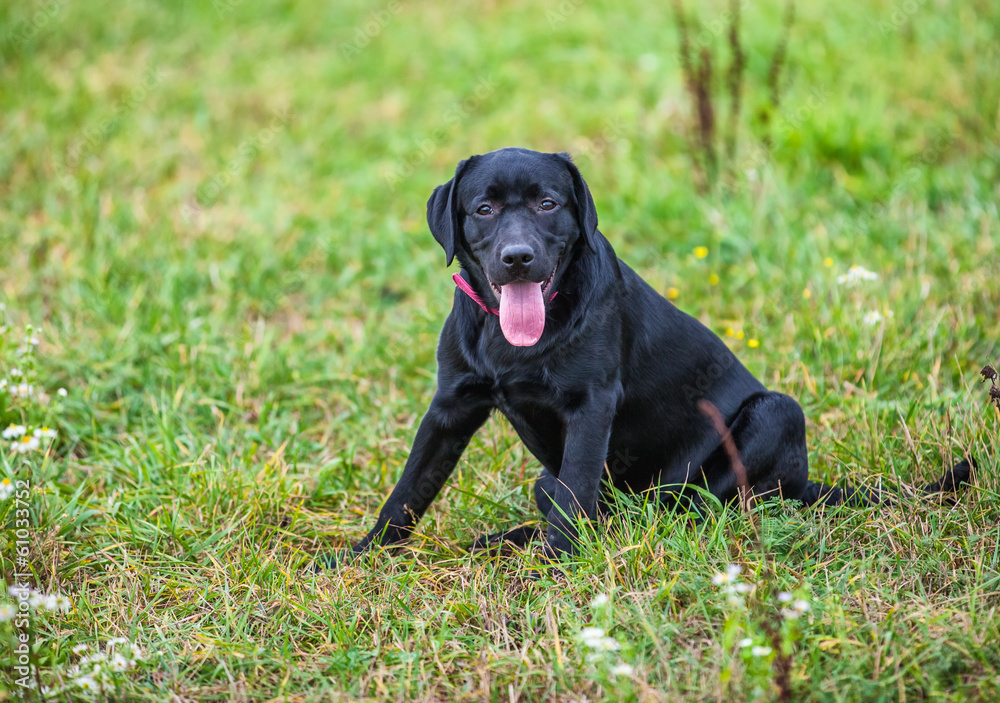 labrador retriever on nature