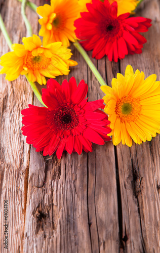 Yellowand red gerbera daisies on wood