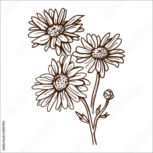 Camomile flower isolated on white.