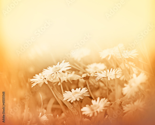 Spring daisy - Daisy in a meadow photo