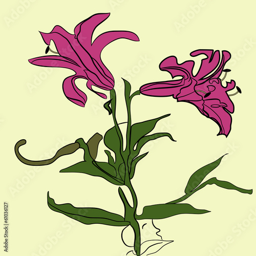 Blossom pink lily