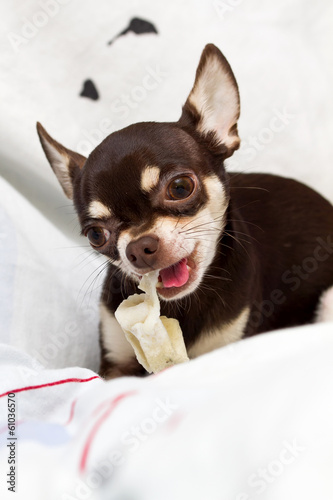 eating Chihuahua