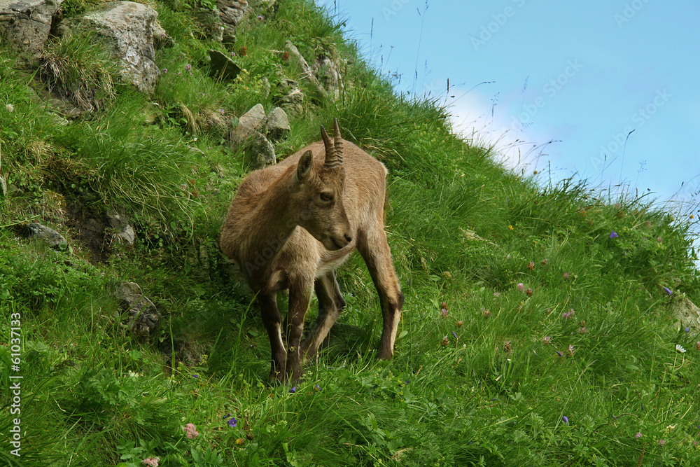 Fototapeta premium Bouquetin