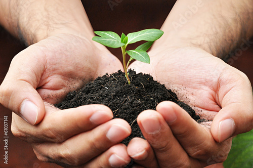 Hands holding green young plant with soil