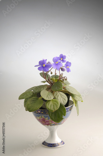 Purple violet flowers in a pot