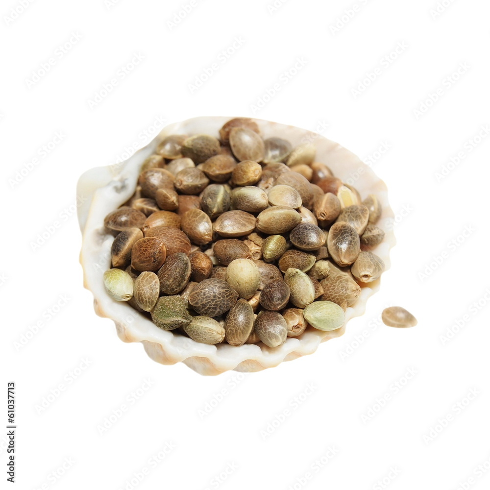 Hempseed in shell isolated on white background Hempseed in shell isolated on white background