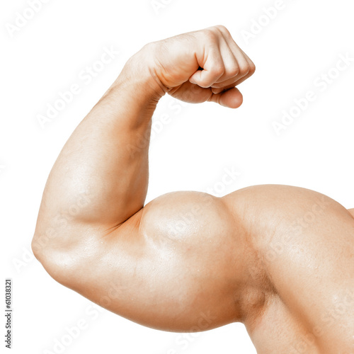 muscle biseps