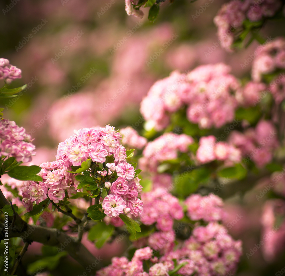 Pink flowers