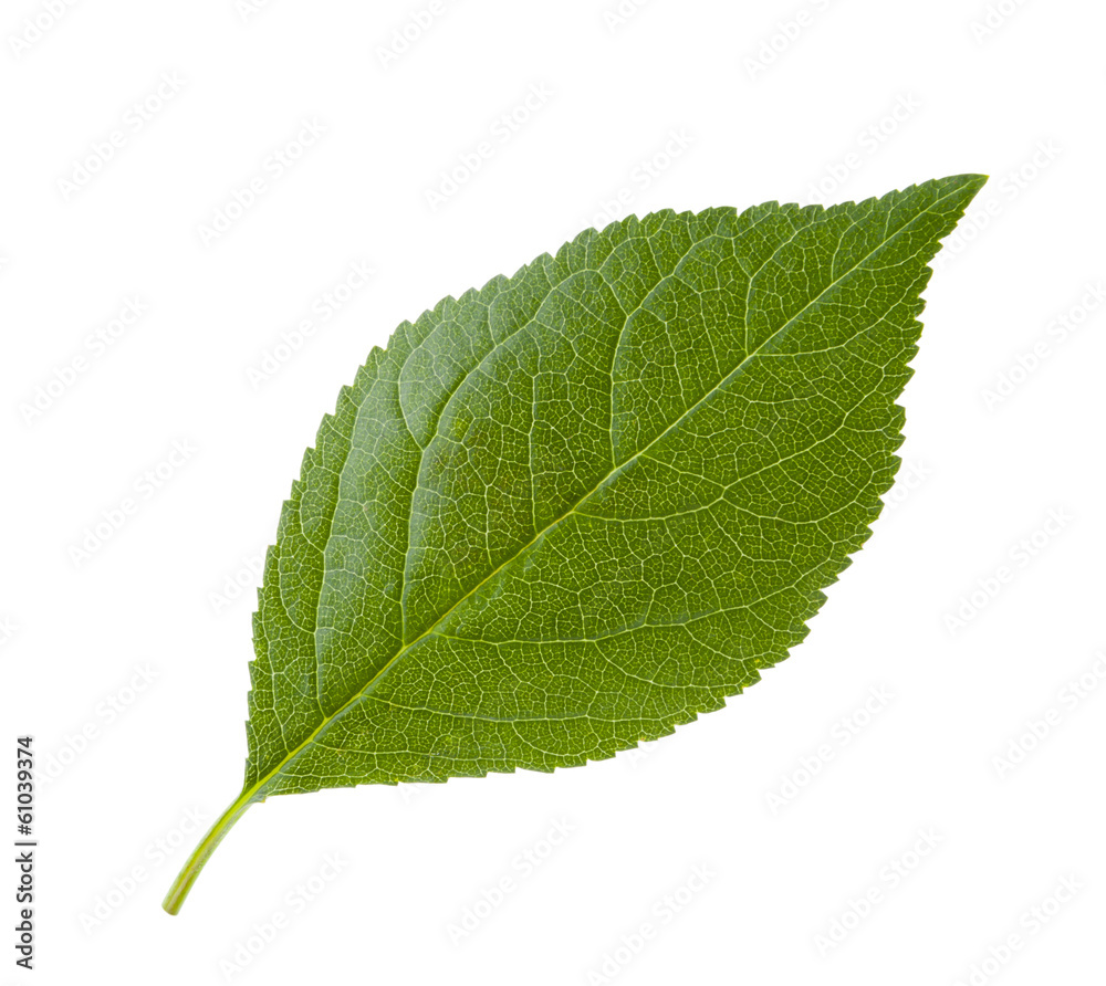 Blatt Blatt