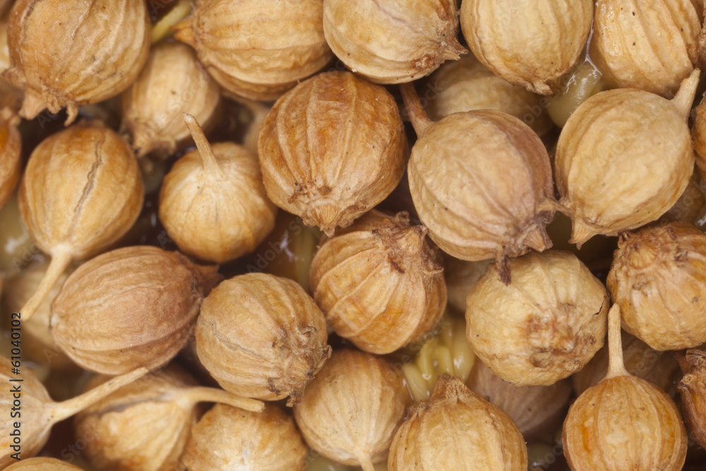 coriander seed, close-up for surface texture of coriander seed coriander seed, close-up for surface texture of coriander seed