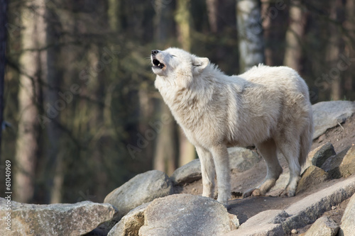 white standing wolf