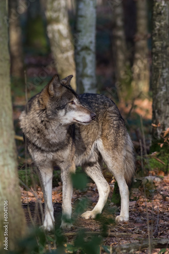 standing timber wolf