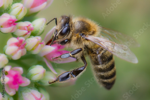 farbenfrohes Frühlingsbild / Biene