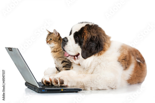 Saint bernard puppy with tabby cat in front of a laptop
